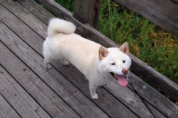 Howe Park Off-Leash Area